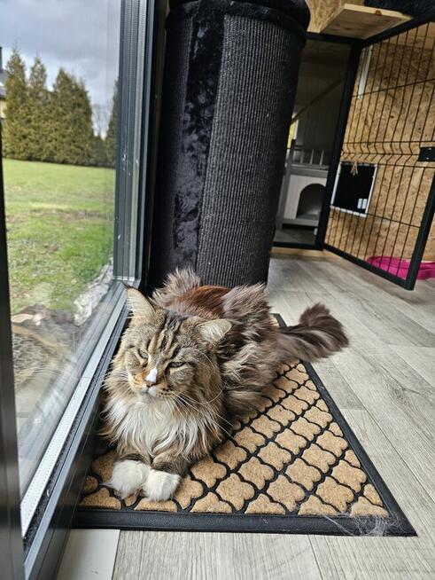 Kocia Laba hotel dla kotów