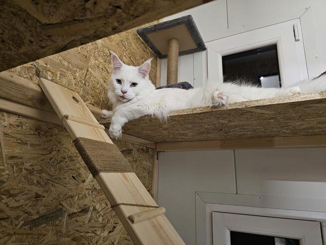 Kocia Laba hotel dla kotów