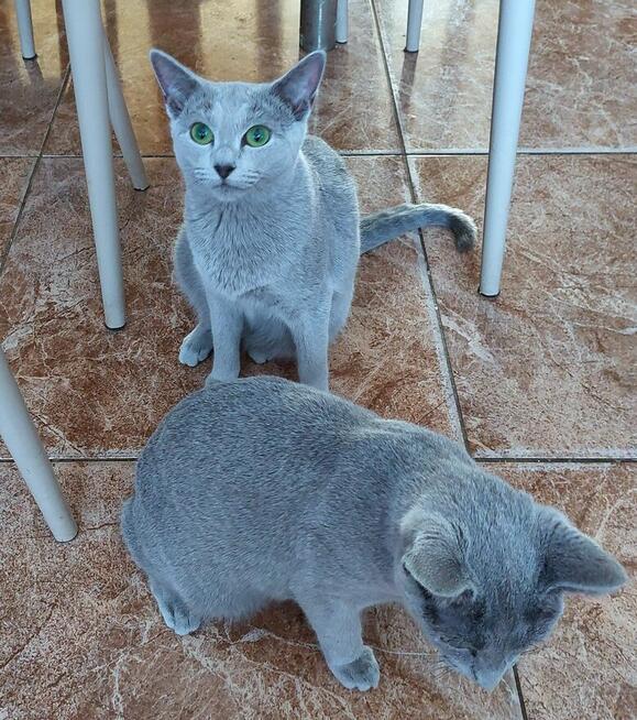 Kocięta rosyjskie niebieskie z rodowodem=Katowice