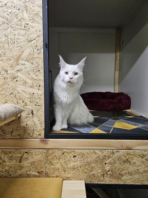 Kocia Laba hotel dla kotów