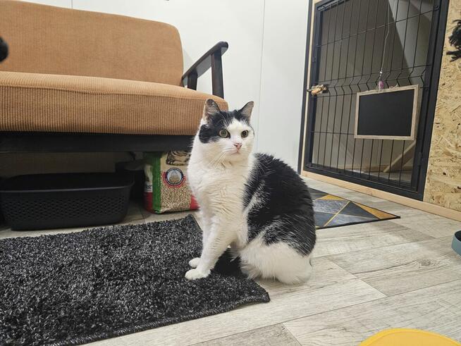 Kocia Laba hotel dla kotów