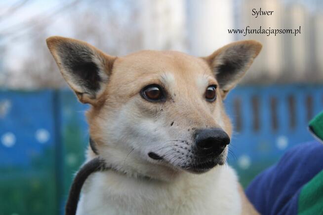 Sylwer szuka dom