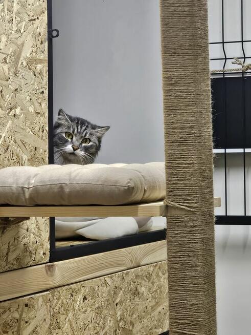 Kocia Laba hotel dla kotów