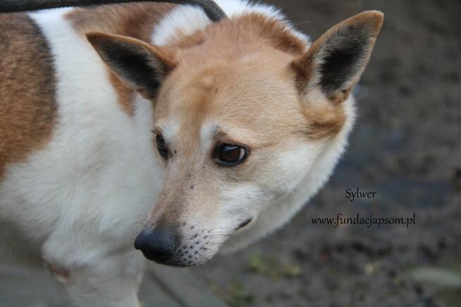 Sylwer szuka dom