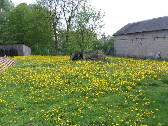 Sprzedam siedlisko w okolicach Szreńska