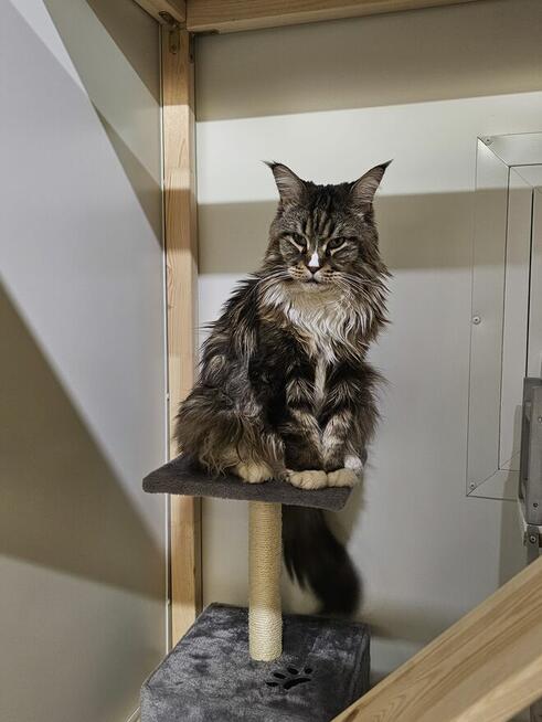 Kocia Laba hotel dla kotów