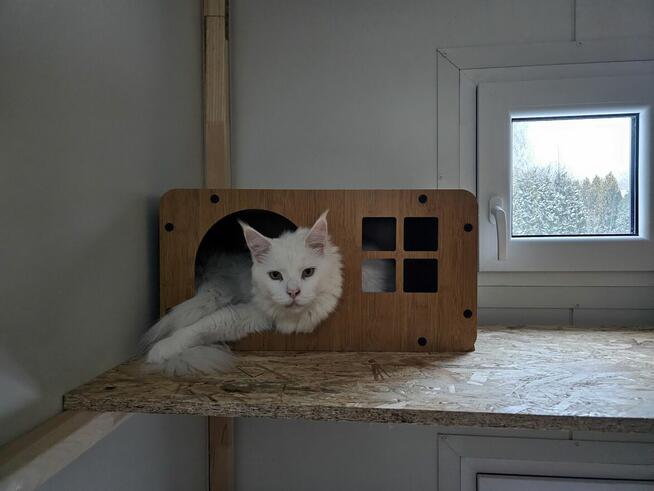 Kocia Laba hotel dla kotów