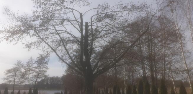 Wycinka i pielęgnacja trudno dostępnych drzew.