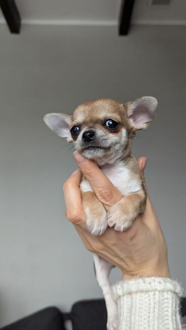 Chihuahua krótkowłosa