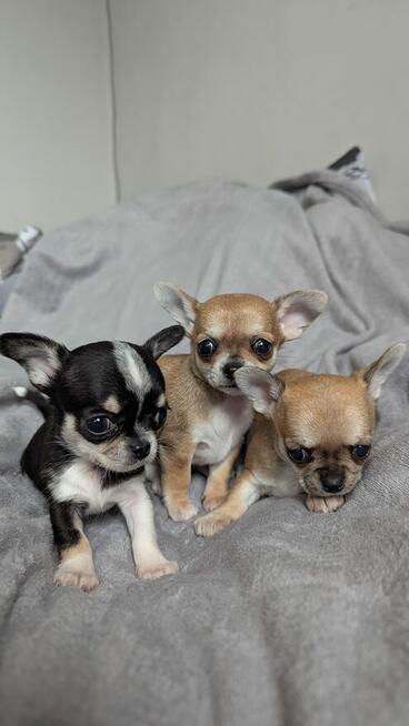 Chihuahua krótkowłosa