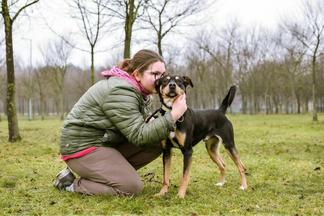 Henio - średniej wielkości aktywny pies do adopcji