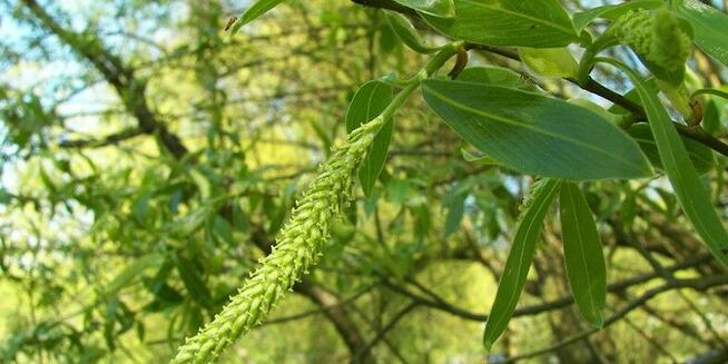 Sprzedaż hurtowa Wierzba biała od producenta