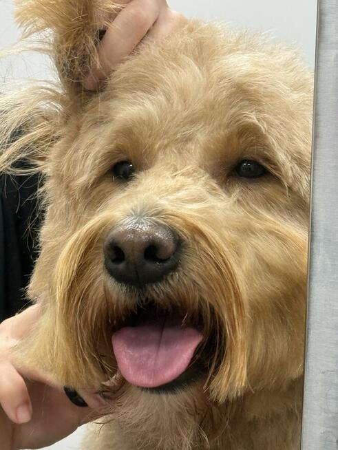 Groomer, fryzjer dla psiaków