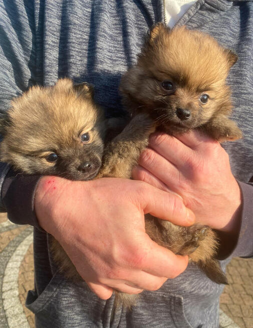 Szpic miniaturowy-pomeranian