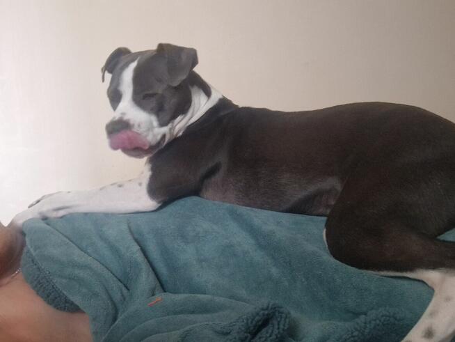 Amstaff z Cane Corso