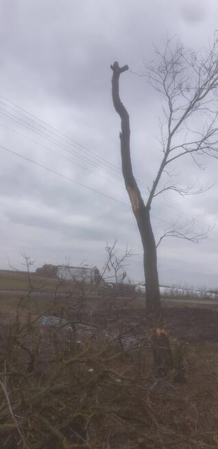 Wycinka i pielęgnacja trudno dostępnych drzew.