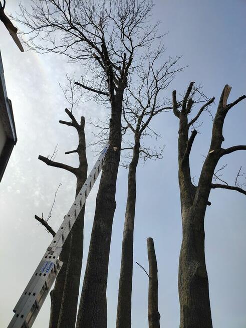 Wycinka i pielęgnacja trudno dostępnych drzew.