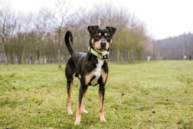 Henio - średniej wielkości aktywny pies do adopcji