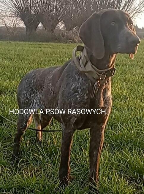 Szczenięta Wyżeł Niemiecki Krótkowłosy po rodzicach Zkwp