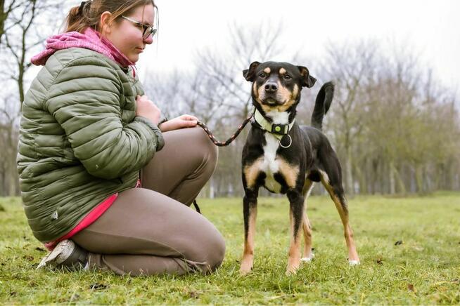 Henio - średniej wielkości aktywny pies do adopcji