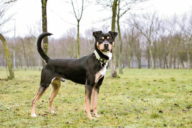 Henio - średniej wielkości aktywny pies do adopcji