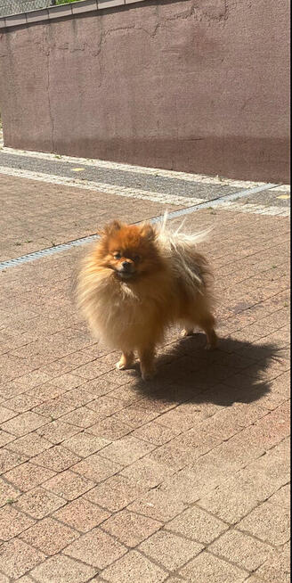 Szpic miniaturowy-pomeranian
