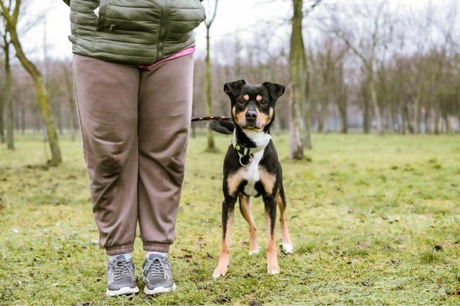 Henio - średniej wielkości aktywny pies do adopcji