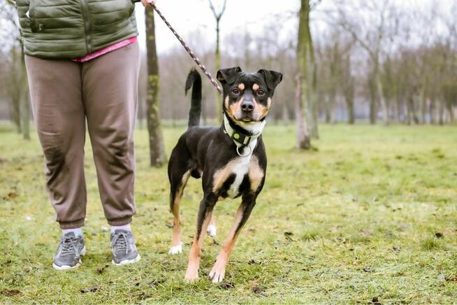 Henio - średniej wielkości aktywny pies do adopcji