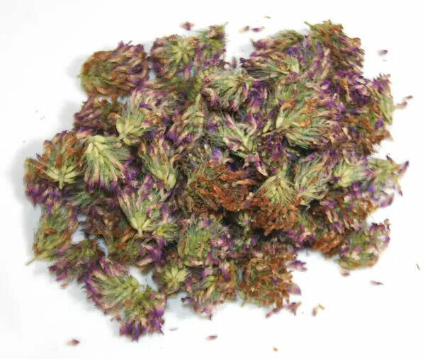 Sprzedaż hurtowa Koniczyna łąkowa od producenta