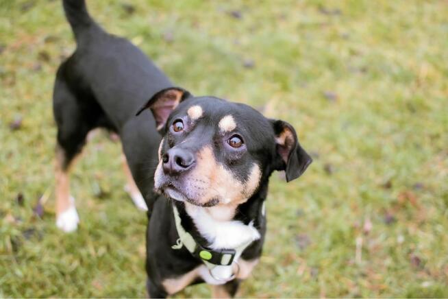 Henio - średniej wielkości aktywny pies do adopcji