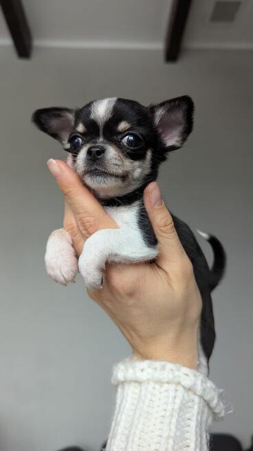 Chihuahua krótkowłosa