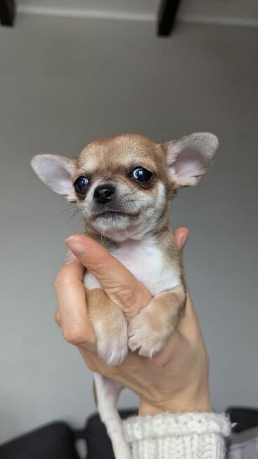 Chihuahua krótkowłosa