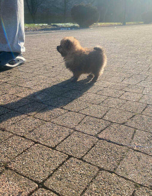 Szpic miniaturowy-pomeranian