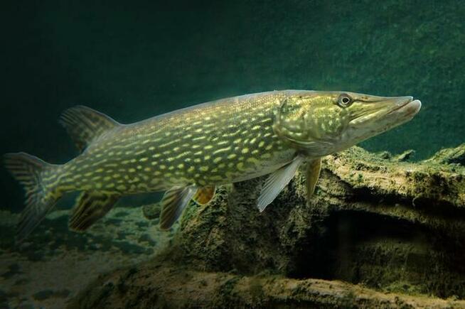 DZIAŁKA BUDOWLANA - NADBUŻAŃSKI PARK KRAJOBRAZOWY