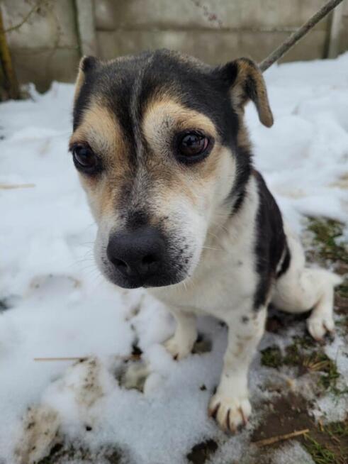 Olek do adopcji