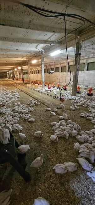 Gospodarstwo ferma dom 3,7ha 5000m²