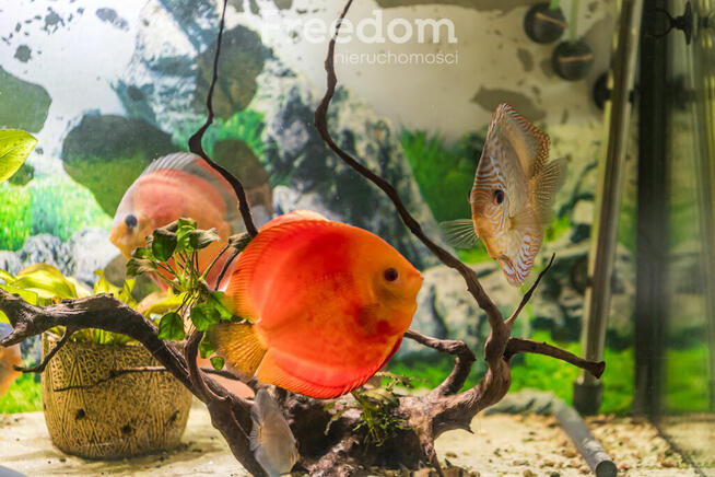 Przestrzeń dla Dwóch Rodzin w Idealnym Otoczeniu