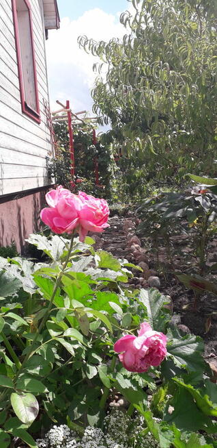 Sprzedam dom Studzianki