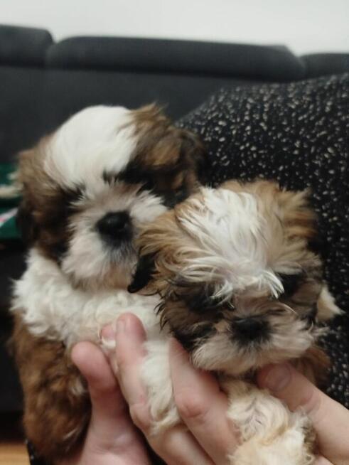 Piekne pieski shih tzu