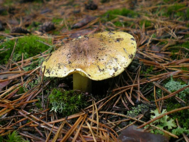 DZIAŁKA BUDOWLANA - NADBUŻAŃSKI PARK KRAJOBRAZOWY