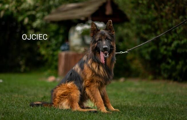 Owczarek niemiecki