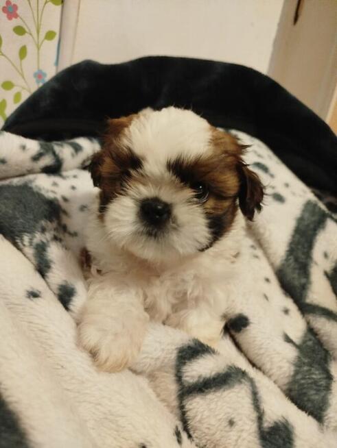 Piekne pieski shih tzu