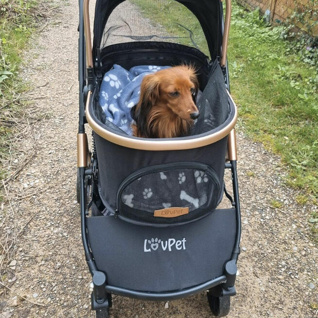 Wypożyczalnia wózków dla psów Warszawa