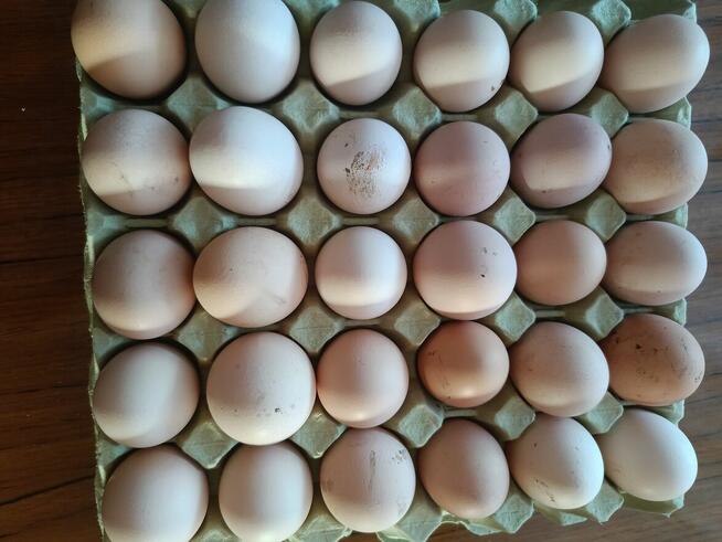 Sprzedam wiejskie jajka