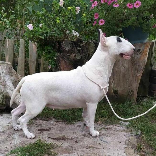 Bullterriery szczenięta FCI