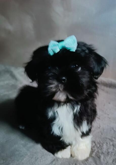 Prześliczny maleńki chłopiec Shih Tzu gotowy do odbioru