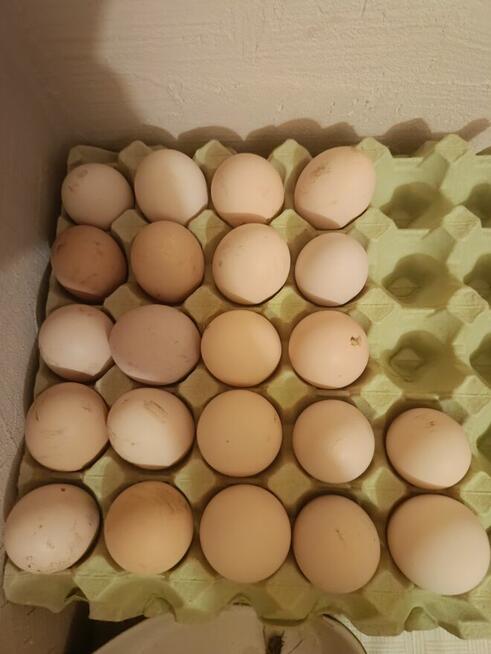 Sprzedam wiejskie jajka