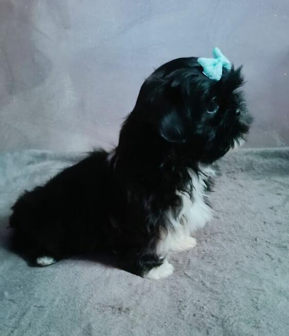 Prześliczny maleńki chłopiec Shih Tzu gotowy do odbioru