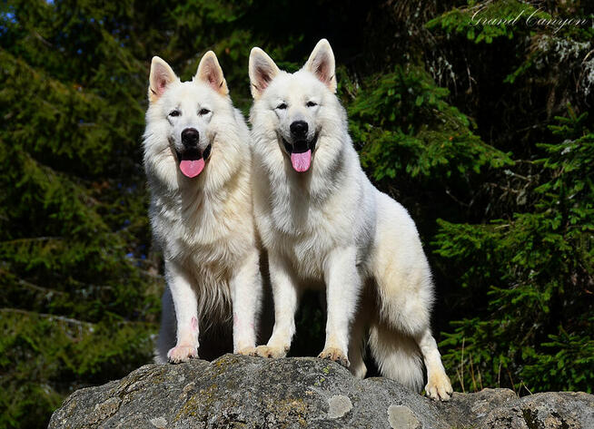 Biały Owczarek Szwajcarski