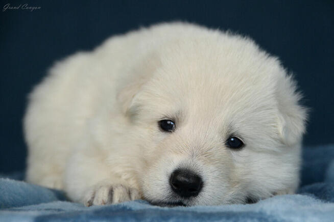 Biały Owczarek Szwajcarski